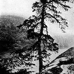 bwoldtree