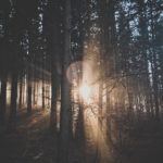 prophetswords